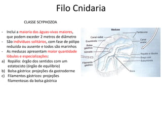 Filo Cnidaria
CLASSE SCYPHOZOA
- Inclui a maioria das águas-vivas maiores,
que podem exceder 2 metros de diâmetro
- São indivíduos solitários, com fase de pólipo
reduzida ou ausente e todos são marinhos
- As medusas apresentam maior quantidade
lóbulos e especializações:
a) Ropálio: órgão dos sentidos com um
estatocisto (órgão de equilíbrio)
b) Bolsa gástrica: projeções da gastroderme
c) Filamentos gástricos: projeções
filamentosas da bolsa gástrica
 