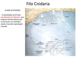 Filo Cnidaria
CLASSE SCYPHOZOA
- A reprodução ocorre por
estrobilação do cifístoma, que
originam brotos (éfiras) que
se tornaram um indivíduo
adulto, havendo reprodução
sexuada
 