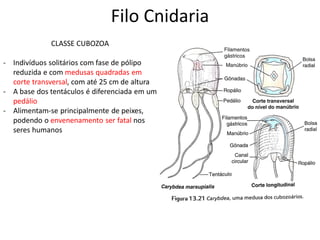 Filo Cnidaria
CLASSE CUBOZOA
- Indivíduos solitários com fase de pólipo
reduzida e com medusas quadradas em
corte transversal, com até 25 cm de altura
- A base dos tentáculos é diferenciada em um
pedálio
- Alimentam-se principalmente de peixes,
podendo o envenenamento ser fatal nos
seres humanos
 