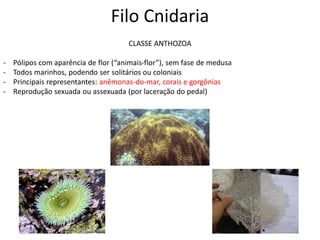Filo Cnidaria
CLASSE ANTHOZOA
- Pólipos com aparência de flor (“animais-flor”), sem fase de medusa
- Todos marinhos, podendo ser solitários ou coloniais
- Principais representantes: anêmonas-do-mar, corais e gorgônias
- Reprodução sexuada ou assexuada (por laceração do pedal)
 