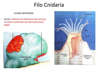 Filo Cnidaria
CLASSE ANTHOZOA
- Corais: colônias de anêmonas-do-mar que
secretam carbonato de cálcio pelo disco
pedal
 
