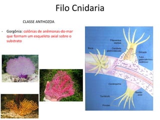 Filo Cnidaria
CLASSE ANTHOZOA
- Gorgônia: colônias de anêmonas-do-mar
que formam um esqueleto axial sobre o
substrato
 