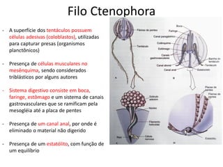 Filo Ctenophora
- A superfície dos tentáculos possuem
células adesivas (coloblastos), utilizadas
para capturar presas (organismos
planctônicos)
- Presença de células musculares no
mesênquima, sendo considerados
triblásticos por alguns autores
- Sistema digestivo consiste em boca,
faringe, estômago e um sistema de canais
gastrovasculares que se ramificam pela
mesogléia até a placa de pentes
- Presença de um canal anal, por onde é
eliminado o material não digerido
- Presença de um estatólito, com função de
um equilíbrio
 