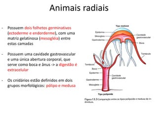 Animais radiais
- Possuem dois folhetos germinativos
(ectoderme e endorderme), com uma
matriz gelatinosa (mesogléia) entre
estas camadas
- Possuem uma cavidade gastrovascular
e uma única abertura corporal, que
serve como boca e ânus -> a digestão é
extracelular
- Os cnidários estão definidos em dois
grupos morfológicos: pólipo e medusa
 