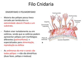 Filo Cnidaria
DIMORFISMO E POLIMORFISMO
- Maioria dos pólipos possui boca
cercada por tentáculos e a
extremidade aboral é fixada a um
substrato.
- Podem viver isoladamente ou em
colônias, sendo que as colônias podem
apresentar pólipos com morfologias
diferentes (polimorfismo) ->
especializados para alimentação,
reprodução ou defesa
- As anêmonas-do-mar e corais são
todos pólipos -> não são dimórficos
(duas fases, pólipo e medusa)
 
