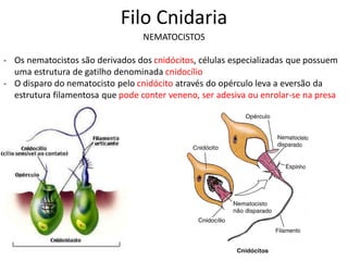 Filo Cnidaria
NEMATOCISTOS
- Os nematocistos são derivados dos cnidócitos, células especializadas que possuem
uma estrutura de gatilho denominada cnidocílio
- O disparo do nematocisto pelo cnidócito através do opérculo leva a eversão da
estrutura filamentosa que pode conter veneno, ser adesiva ou enrolar-se na presa
 