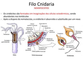 Filo Cnidaria
NEMATOCISTOS
- Os cnidócitos são formados em invaginações das células ectodérmicas, sendo
abundantes nos tentáculos
- Após o disparo do nematocisto, o cnidócito é absorvido e substituído por um novo
 