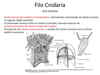 Filo Cnidaria
REDE NERVOSA
- A rede nervosa dos cnidários é do tipo difusa, não havendo concentração de células nervosas
em alguma região específica
- A transmissão nervosa é feita em ambas as direções, havendo vesículas de
neurotransmissores de ambos os lados das sinapses
- Presença de um sistema neuromuscular -> junções das células nervosas com as células
epitélio-musculares
 