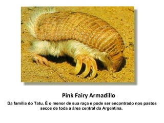 Pink Fairy Armadillo Da familia do Tatu. É o menor de sua raça e pode ser encontrado nos pastos secos de toda a área central da Argentina.   