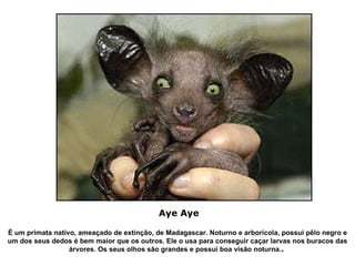 É um primata nativo, ameaçado de extinção, de Madagascar. Noturno e arborícola, possui pêlo negro e um dos seus dedos é bem maior que os outros. Ele o usa para conseguir caçar larvas nos buracos das árvores. Os seus olhos são grandes e possui boa visão noturna. .  Aye Aye   