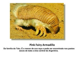 Pink Fairy Armadillo Da familia do Tatu. É o menor de sua raça e pode ser encontrado nos pastos secos de toda a área central da Argentina.   