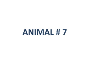 ANIMAL # 7 