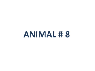 ANIMAL # 8 