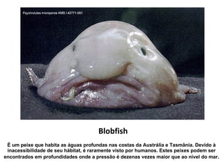 Blobfish É um peixe que habita as águas profundas nas costas da Austrália e Tasmânia. Devido à inacessibilidade de seu hábitat, é raramente visto por humanos. Estes peixes podem ser encontrados em profundidades onde a pressão é dezenas vezes maior que ao nível do mar . 