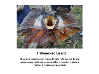 Frill-necked Lizard   O lagarto voador assim chamado pelo rufo que sai do seu pescoço que prolonga  os seus saltos e também o ajuda a manter a temperatura corporal 