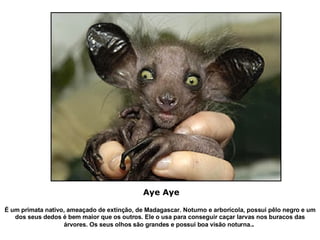 É um primata nativo, ameaçado de extinção, de Madagascar. Noturno e arborícola, possui pêlo negro e um dos seus dedos é bem maior que os outros. Ele o usa para conseguir caçar larvas nos buracos das árvores. Os seus olhos são grandes e possui boa visão noturna. .  Aye Aye   
