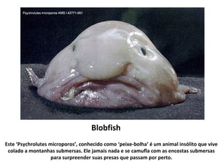 Blobfish
Este ‘Psychrolutes microporos’, conhecido como ‘peixe-bolha’ é um animal insólito que vive
colado a montanhas submersas. Ele jamais nada e se camufla com as encostas submersas
para surpreender suas presas que passam por perto.
 