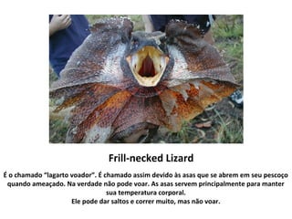 Frill-necked Lizard
É o chamado “lagarto voador”. É chamado assim devido às asas que se abrem em seu pescoço
quando ameaçado. Na verdade não pode voar. As asas servem principalmente para manter
sua temperatura corporal.
Ele pode dar saltos e correr muito, mas não voar.
 