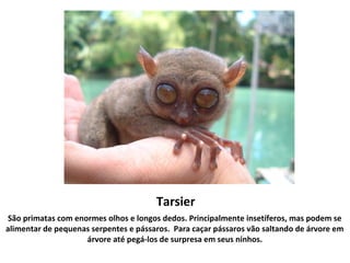 Tarsier
São primatas com enormes olhos e longos dedos. Principalmente insetíferos, mas podem se
alimentar de pequenas serpentes e pássaros. Para caçar pássaros vão saltando de árvore em
árvore até pegá-los de surpresa em seus ninhos.
 