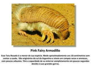 Pink Fairy Armadillo
Esse Tatu Rosado é o menor de sua espécie. Mede aproximadamente uns 10 centímetros sem
contar a cauda. São originários do sul da Argentina e vivem em campos secos e arenosos,
com poucos arbustos. Têm a capacidade de se enterrar completamente em poucos segundos
devido à suas grandes garras.
 