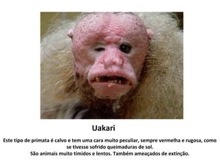 Uakari
Este tipo de primata é calvo e tem uma cara muito peculiar, sempre vermelha e rugosa, como
se tivesse sofrido queimaduras de sol.
São animais muito tímidos e lentos. Também ameaçados de extinção.
 