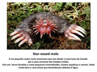 Star-nosed mole
É um pequeño castor norte americano que vive desde a costa leste do Canadá
até a costa noroeste dos Estados Unidos.
Vive em terras húmidas e come pequenos invertebrados, insetos aquáticos e vermes. Nada
muito bem e cava túneis que desembocam debaixo d´água.
 
