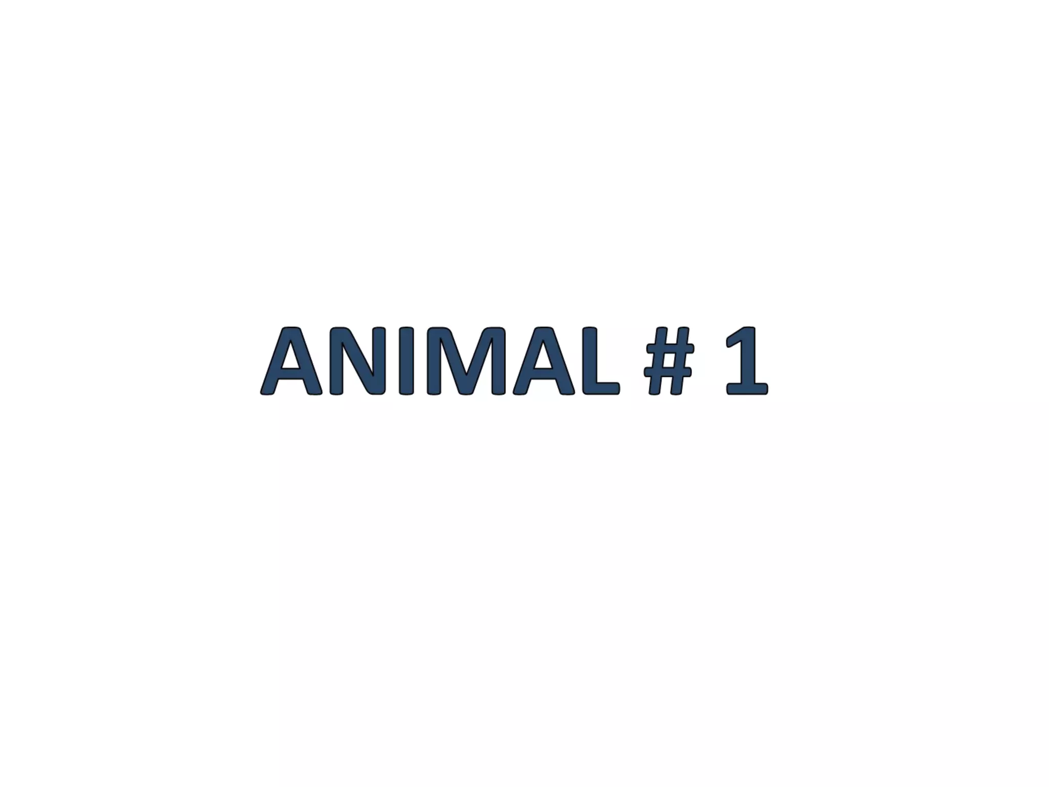 N Raro Animais raros | PPS