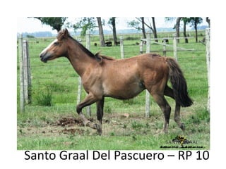 Santo Graal Del Pascuero – RP 10
 