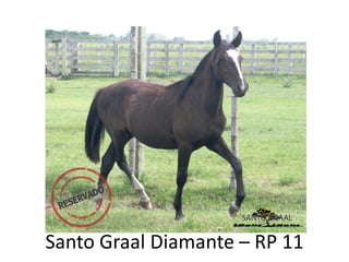 Santo Graal Diamante – RP 11
 