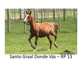 Santo Graal Donde Vás – RP 13
 