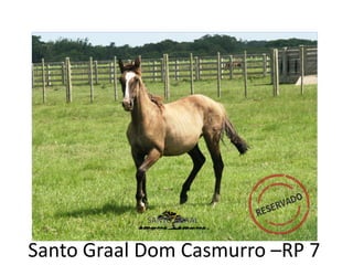 Santo Graal Dom Casmurro –RP 7
 