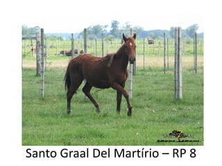 Santo Graal Del Martírio – RP 8
 