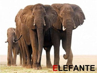 E LEFANTE 