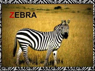 Z EBRA 