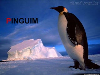 P INGUIM 