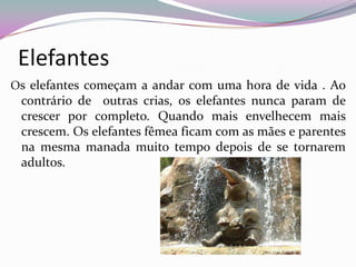Elefantes
Os elefantes começam a andar com uma hora de vida . Ao
 contrário de outras crias, os elefantes nunca param de
 crescer por completo. Quando mais envelhecem mais
 crescem. Os elefantes fêmea ficam com as mães e parentes
 na mesma manada muito tempo depois de se tornarem
 adultos.
 