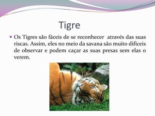 Tigre
 Os Tigres são fáceis de se reconhecer através das suas
 riscas. Assim, eles no meio da savana são muito difíceis
 de observar e podem caçar as suas presas sem elas o
 verem.
 