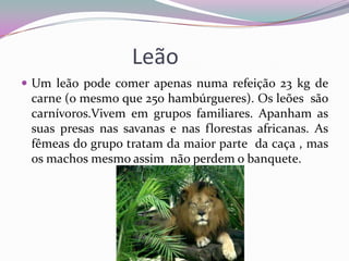 Leão
 Um leão pode comer apenas numa refeição 23 kg de
 carne (o mesmo que 250 hambúrgueres). Os leões são
 carnívoros.Vivem em grupos familiares. Apanham as
 suas presas nas savanas e nas florestas africanas. As
 fêmeas do grupo tratam da maior parte da caça , mas
 os machos mesmo assim não perdem o banquete.
 