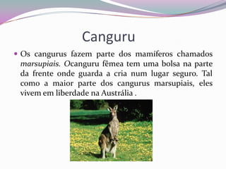 Canguru
 Os cangurus fazem parte dos mamíferos chamados
 marsupiais. Ocanguru fêmea tem uma bolsa na parte
 da frente onde guarda a cria num lugar seguro. Tal
 como a maior parte dos cangurus marsupiais, eles
 vivem em liberdade na Austrália .
 