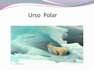 Urso Polar
 