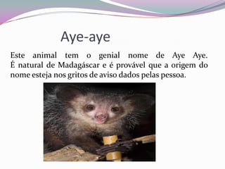 Aye-aye
Este animal tem o genial nome de Aye Aye.
É natural de Madagáscar e é provável que a origem do
nome esteja nos gritos de aviso dados pelas pessoa.
 