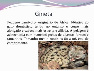 Gineta
Pequeno carnívoro, originário de África. Idêntico ao
gato doméstico, tendo no entanto o corpo mais
alongado e cabeça mais estreita e afilada. A pelagem é
acinzentada com manchas pretas de diversas formas e
tamanhos. Tamanho médio ronda os 80 a 108 cm, de
comprimento.
 