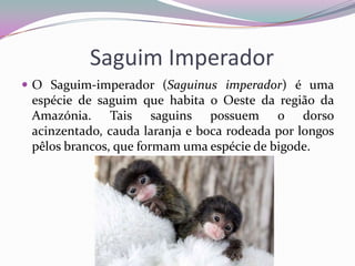 Saguim Imperador
 O Saguim-imperador (Saguinus imperador) é uma
 espécie de saguim que habita o Oeste da região da
 Amazónia. Tais saguins possuem o dorso
 acinzentado, cauda laranja e boca rodeada por longos
 pêlos brancos, que formam uma espécie de bigode.
 