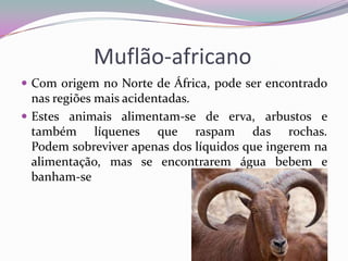 Muflão-africano
 Com origem no Norte de África, pode ser encontrado
  nas regiões mais acidentadas.
 Estes animais alimentam-se de erva, arbustos e
  também líquenes que raspam das rochas.
  Podem sobreviver apenas dos líquidos que ingerem na
  alimentação, mas se encontrarem água bebem e
  banham-se                                      nela.
 
