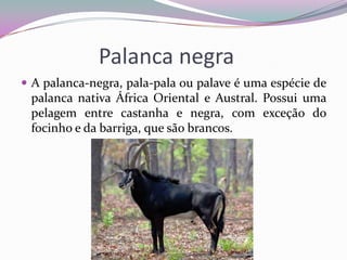 Palanca negra
 A palanca-negra, pala-pala ou palave é uma espécie de
 palanca nativa África Oriental e Austral. Possui uma
 pelagem entre castanha e negra, com exceção do
 focinho e da barriga, que são brancos.
 