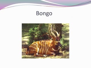 Bongo
 