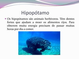 Hipopótamo
 Os hipopótamos são animais herbívoros. Têm dentes
 fortes que ajudam a moer os alimentos rijos. Para
 obterem muita energia precisam de passar muitas
 horas por dia a comer.
 