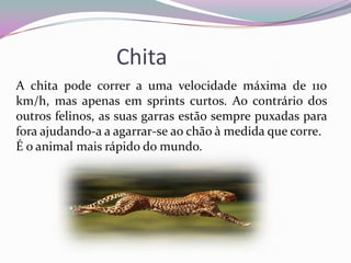 Chita
A chita pode correr a uma velocidade máxima de 110
km/h, mas apenas em sprints curtos. Ao contrário dos
outros felinos, as suas garras estão sempre puxadas para
fora ajudando-a a agarrar-se ao chão à medida que corre.
É o animal mais rápido do mundo.
 