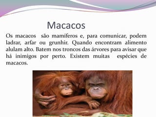 Macacos
Os macacos são mamíferos e, para comunicar, podem
ladrar, arfar ou grunhir. Quando encontram alimento
alulam alto. Batem nos troncos das árvores para avisar que
há inimigos por perto. Existem muitas espécies de
macacos.
 