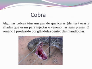 Cobra
Algumas cobras têm um par de quelíceras (dentes) ocas e
afiadas que usam para injectar o veneno nas suas presas. O
veneno é produzido por glândulas dentro das mandíbulas.
 